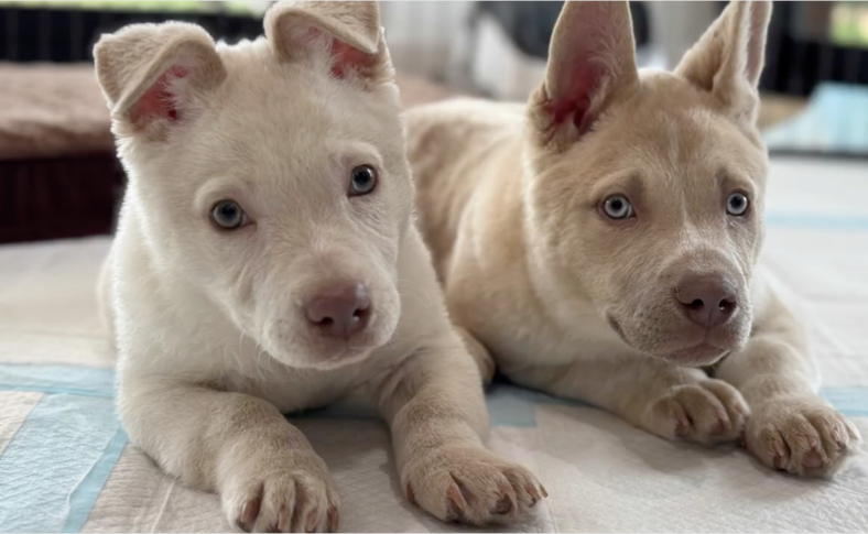 This Husky Puppy Got Her First Taste of Love… Just Before We Had to Say Goodbye